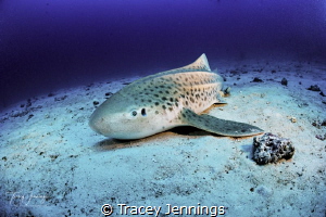 leopard shark by Tracey Jennings 